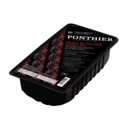 Blackberry Fruit