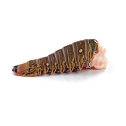 Lobster Tail - Oman