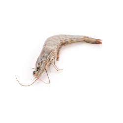 Shrimp Head On